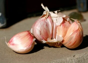 Aglio rosa calabrese, Slow Food avvia progetto di recupero