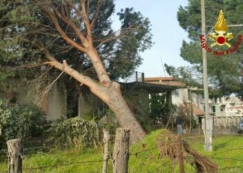 Albero cade su automobile nel reggino, un morto