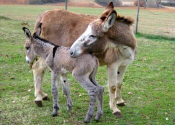 Progetto ‘Cascina Lilt’ a Crotone, curare il cancro grazie agli animali