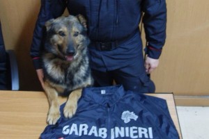 Cane-Carabiniere Willy