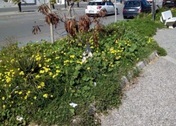 Ciro’ Marina, degrado e incuria in citta’ denunciato da Citta’ Pulita