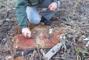 Indagini Forestale alberi tagliati