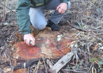 Taglio alberi in Pineta a Ciro’ Marina, Forestale accerta irregolarita’