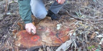 Taglio alberi in Pineta a Ciro’ Marina, Forestale accerta irregolarita’