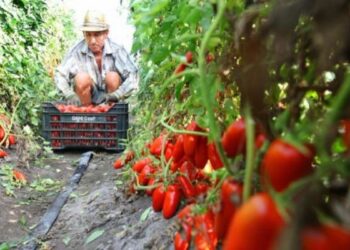 Camera approva collegato agricoltura, Oliverio: ‘tutela per imprese agricole’
