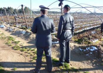 Contributi agricoli senza avere terreni, truffa nel cosentino