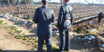 Contributi agricoli senza avere terreni, truffa nel cosentino