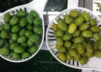 Olive tossiche ‘verniciate’ con solfato di rame, truffa scoperta dalla Forestale