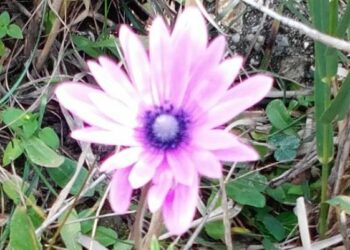 Le campagne cirotane si vestono di primavera nei giorni della Merla