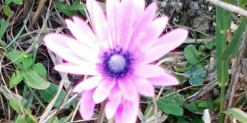 Le campagne cirotane si vestono di primavera nei giorni della Merla