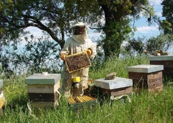 Ad Amantea il primo congresso calabrese dell’apicotura professionale