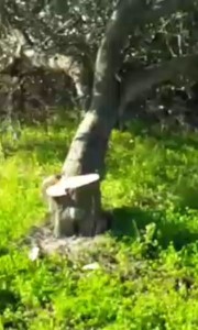 Uno degli ulivi tagliati