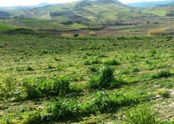 Tagliato vigneto a Ciro’, rase al suolo 350 piante di vite