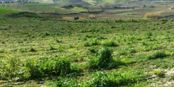 Tagliato vigneto a Ciro’, rase al suolo 350 piante di vite