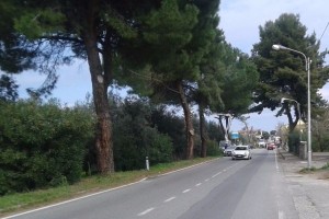 Crosia taglio alberi