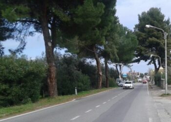 Taglio alberi a Crosia, Seminario (PD): uno scempio