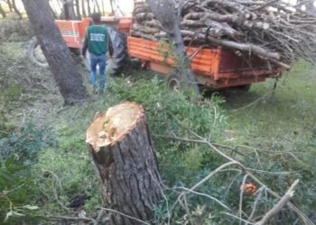 Strongoli, tagliavano alberi in zona protetta: una denuncia