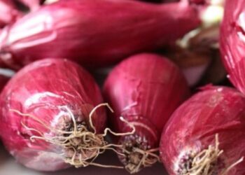 Maltempo nel vibonese, a rischio la cipolla rossa di Tropea