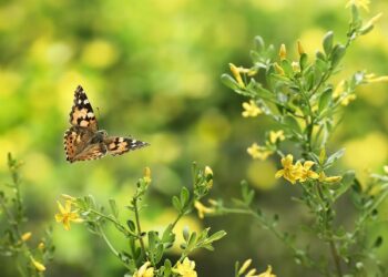 Il volo della farfalla