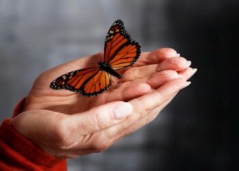 Il volo della farfalla