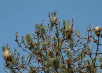 Emergenza processionaria, a San Giovanni tagliati 20 alberi di pini