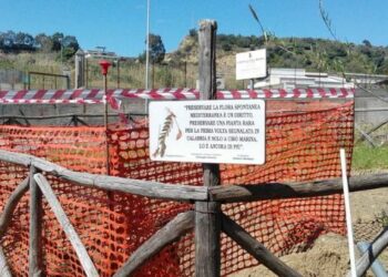 Ciro’ Marina, nessun rispetto per l’area protetta dove cresce rara pianta