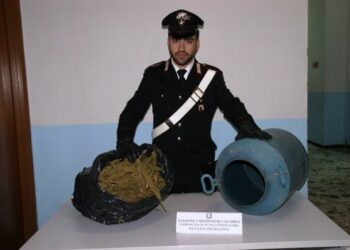Marijuana nascosta in bidone da latte trovata a Santa Severina