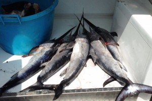 Pesce spada sottomisura