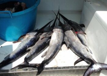 Pesce spada sotto la taglia minima, sequestri nel cosentino