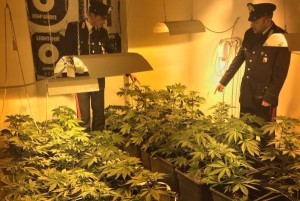 Piantagione + Carabinieri