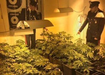 In casa coltivazione di marijuana, due arresti nel reggino: oltre 300 piantine