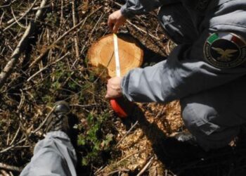 Tre denunce per taglio abusivo bosco nel catanzarese