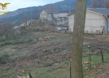 Autorizzato ad abbattere 12 pini, ne abbatte 35: una denuncia a Cotronei