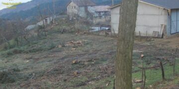 Autorizzato ad abbattere 12 pini, ne abbatte 35: una denuncia a Cotronei