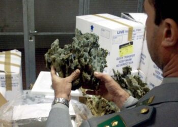 Coralli in valigia, maxi multa all’aeroporto di Reggio Calabria