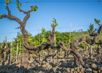 Anche dal sindaco di Ciro’: no alla DOC Calabria