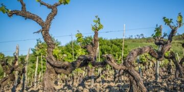 Anche dal sindaco di Ciro’: no alla DOC Calabria