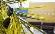 Cannes 2016: i primi pronostici sul vincitore