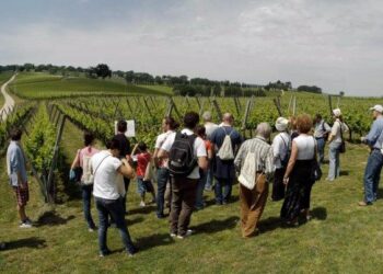 Domenica torna ‘Cantine Aperte’ in Calabria: ecco la mappa