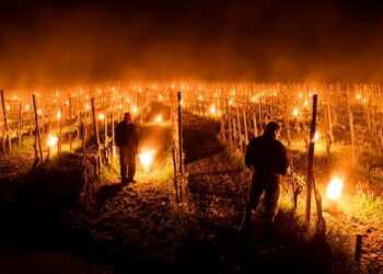 Gelata primaverile, in Francia falo’ nei vigneti