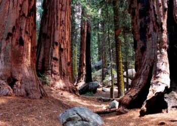 Affidata al Fai la riserva ‘I Giganti della Sila’