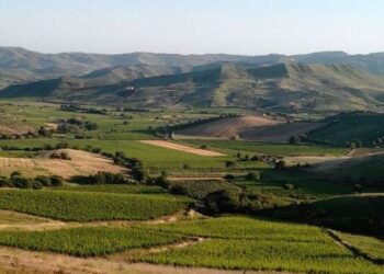 Ancora un altro grande successo per i vini cirotani