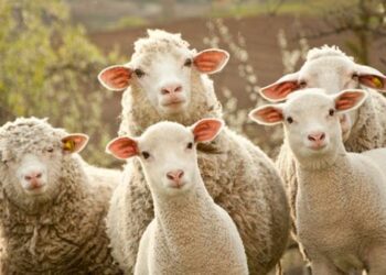 Lingua blu, al via le vaccinazioni degli ovini in Calabria