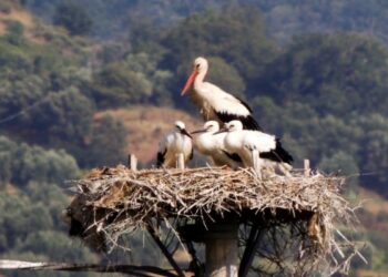 In visita nelle case delle cicogne, successo per il Cicogna day in Calabria