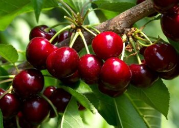 E’ calabrese la ciliegia piu’ bella d’Italia