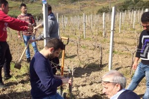 Innesto vite innovativo agrario di Cirò Marina (3)