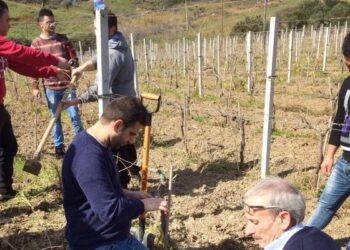 Vitigni, innesto innovativo all’agrario di Ciro’ Marina