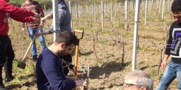 Vitigni, innesto innovativo all’agrario di Ciro’ Marina