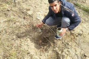 Innesto vite innovativo agrario di Cirò Marina (5)