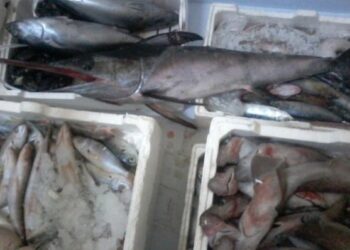 Vendeva pesce avariato in mezzo alla strada, maxi multa nel cosentino